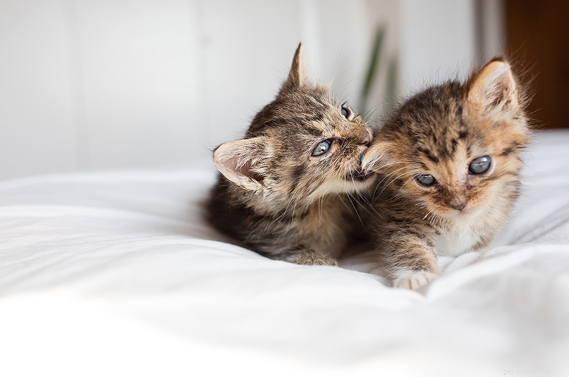 Stop Your Kitten from Biting: Proven Teething Solutions for Gentle Play