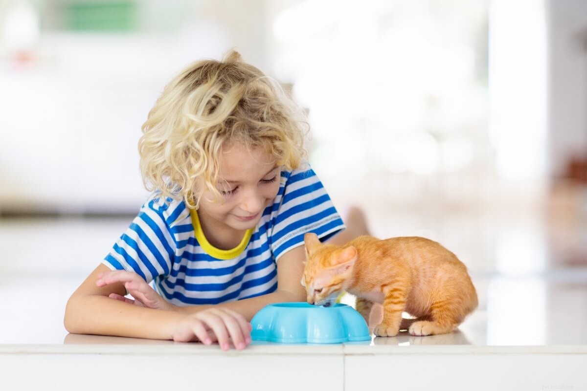 Kitten Arrival Checklist: Must-Have Essentials for a Smooth Welcome