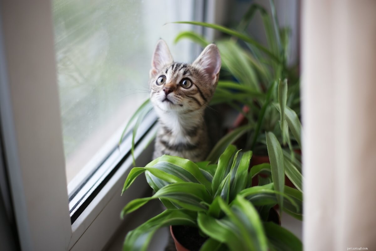 Kitten Arrival Checklist: Must-Have Essentials for a Smooth Welcome