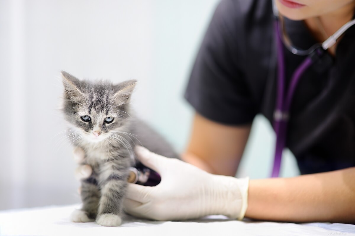 Kitten Arrival Checklist: Must-Have Essentials for a Smooth Welcome