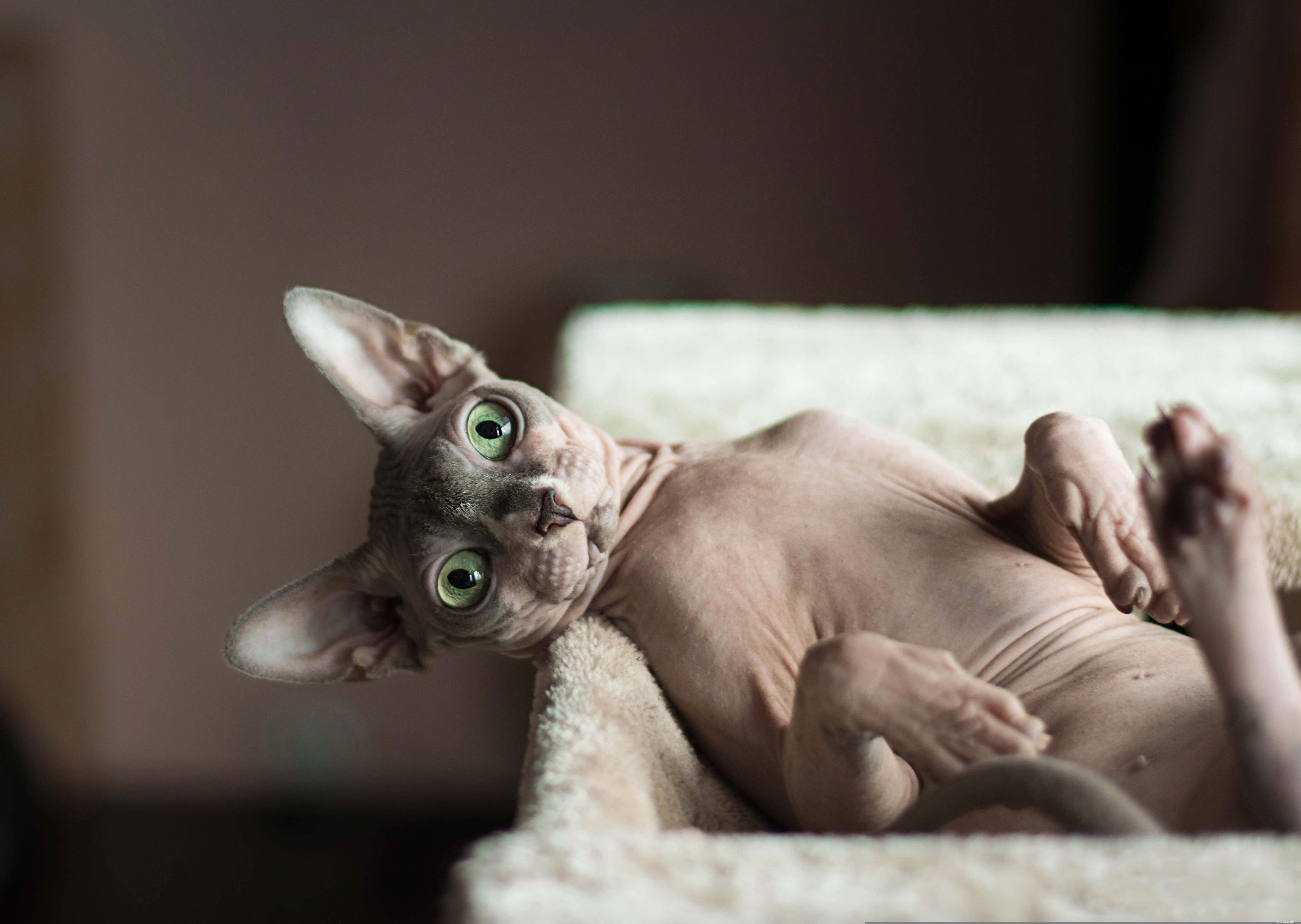 14 Stunning and Unconventional Cat Breeds You Must See