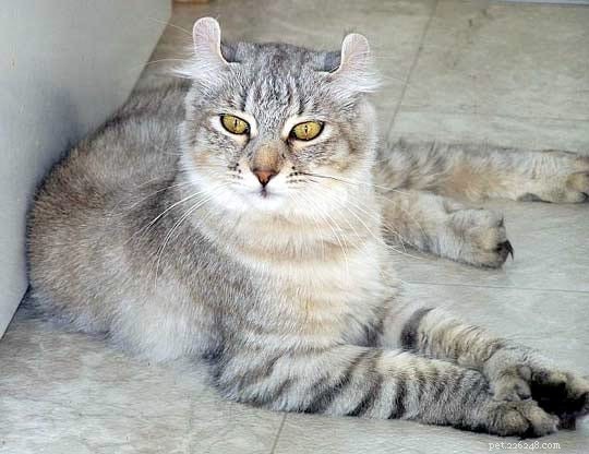 14 Stunning and Unconventional Cat Breeds You Must See