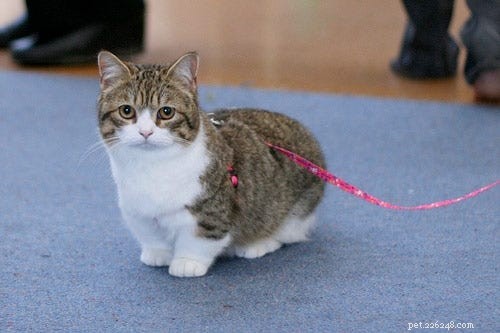14 Stunning and Unconventional Cat Breeds You Must See