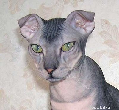 14 Stunning and Unconventional Cat Breeds You Must See