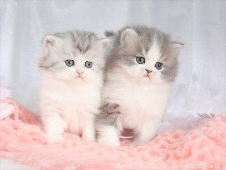 14 Stunning and Unconventional Cat Breeds You Must See