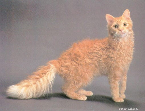 14 Stunning and Unconventional Cat Breeds You Must See