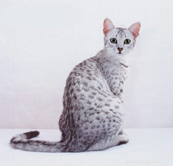 14 Stunning and Unconventional Cat Breeds You Must See
