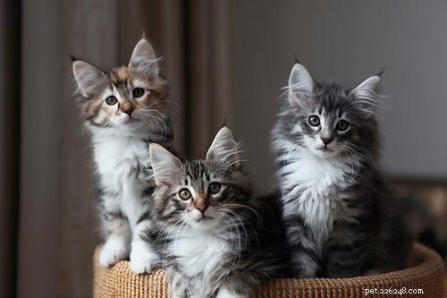 14 Stunning and Unconventional Cat Breeds You Must See