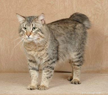 14 Stunning and Unconventional Cat Breeds You Must See
