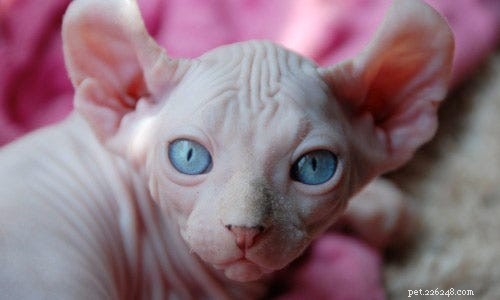 14 Stunning and Unconventional Cat Breeds You Must See