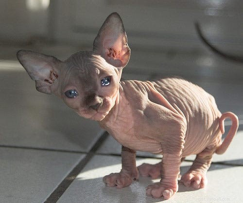 14 Stunning and Unconventional Cat Breeds You Must See