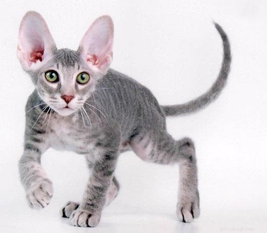 14 Stunning and Unconventional Cat Breeds You Must See
