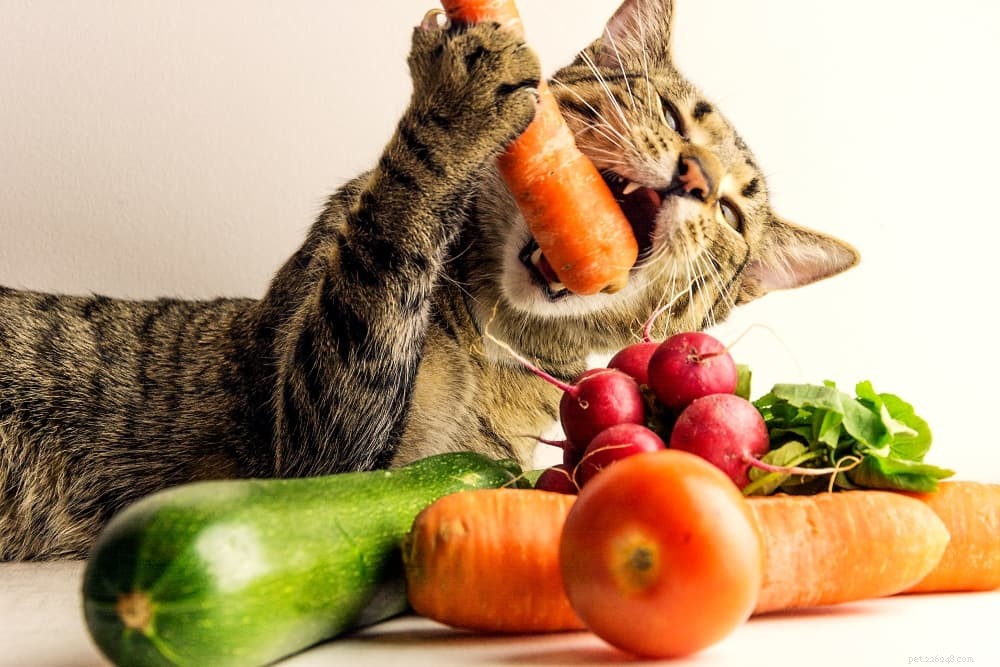 Safe Human Foods for Cats: A Practical Guide