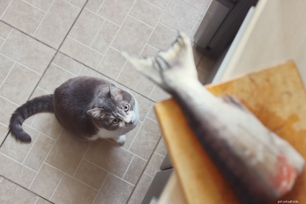 Safe Human Foods for Cats: A Practical Guide