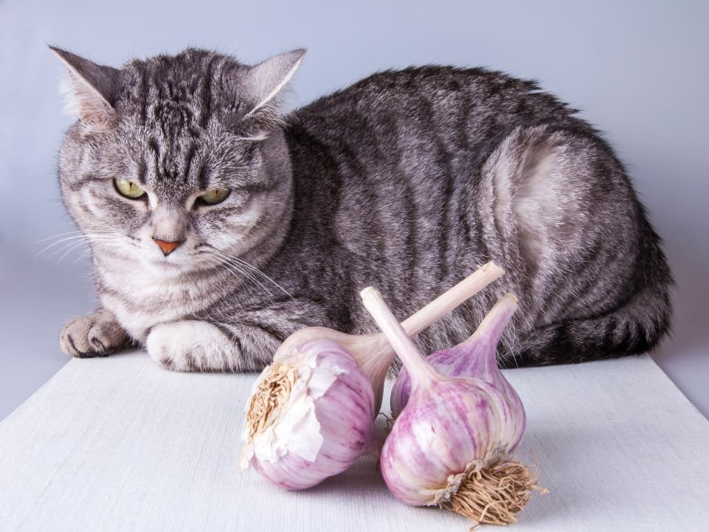 Safe Human Foods for Cats: A Practical Guide