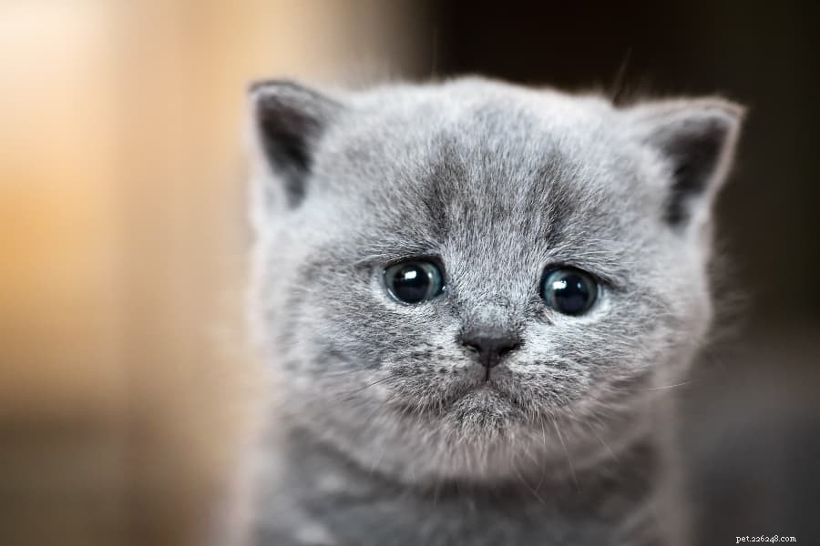Choosing the Best Food for Your Growing Kitten: Expert Guide