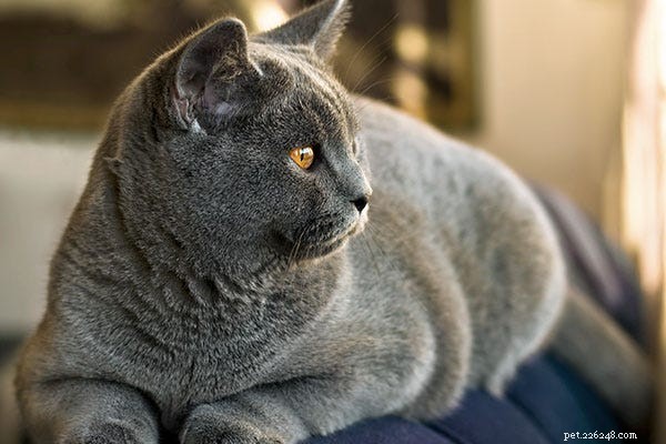 Mixing Dry Cat Food with Water: Pros, Cons, and Choosing the Right Diet for Your Cat