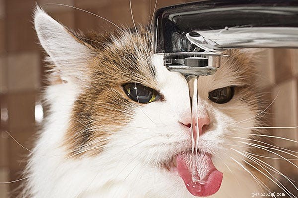 Mixing Dry Cat Food with Water: Pros, Cons, and Choosing the Right Diet for Your Cat
