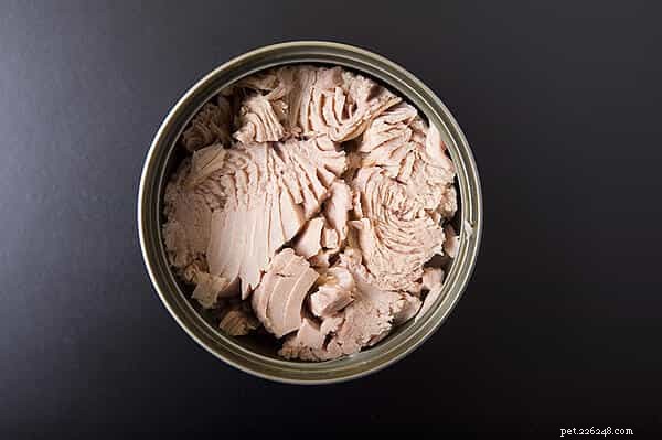 Is Tuna Safe for Cats? A Practical Guide for Responsible Feeding