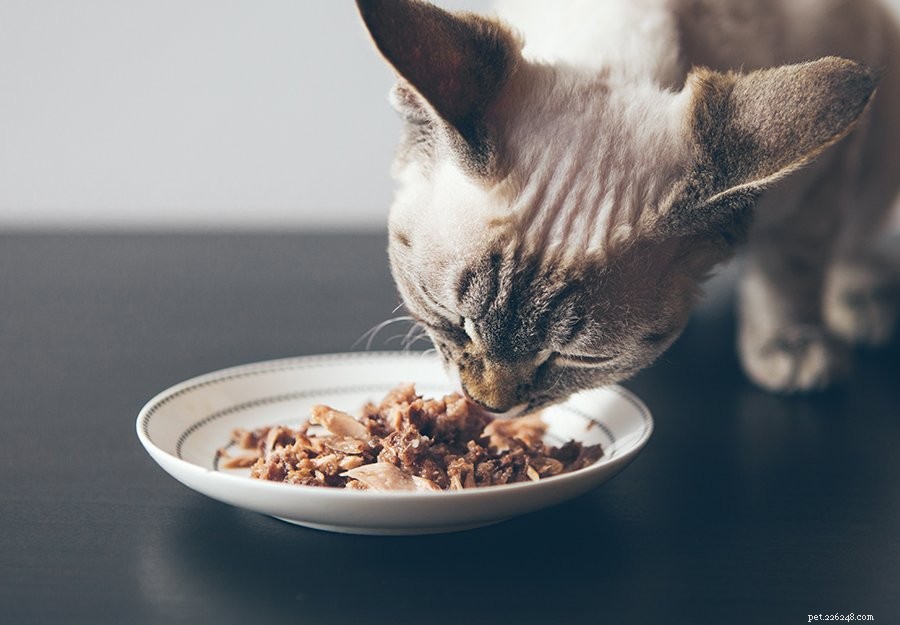 Is Tuna Safe for Cats? A Practical Guide for Responsible Feeding
