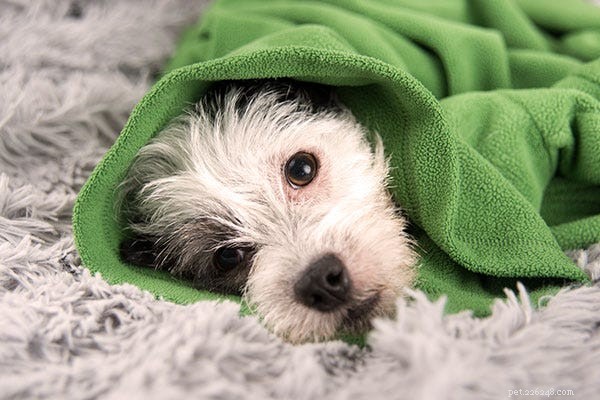 16 Expert Tips for Feeding Dogs and Cats with Wet Food