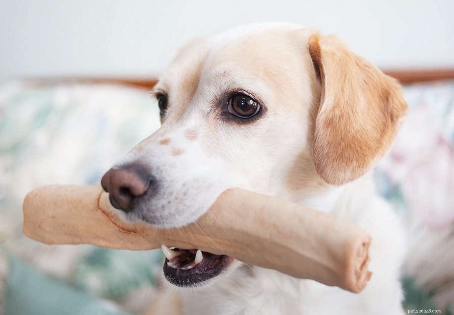 Top 10 Safe Rawhide Alternatives for Dogs – 2024 Guide