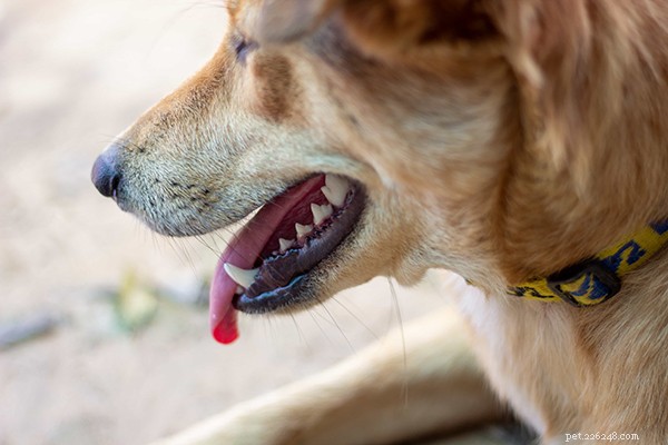 Raw Dog Food for Beginners: How Much to Feed for Optimal Health