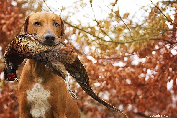Raw Dog Food for Beginners: How Much to Feed for Optimal Health