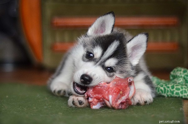 Raw Dog Food for Beginners: How Much to Feed for Optimal Health