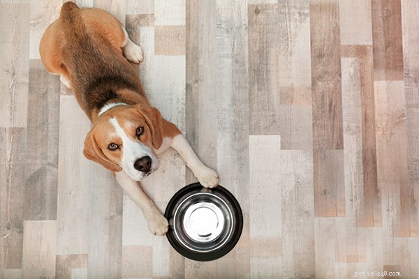 Raw Dog Food for Beginners: How Much to Feed for Optimal Health