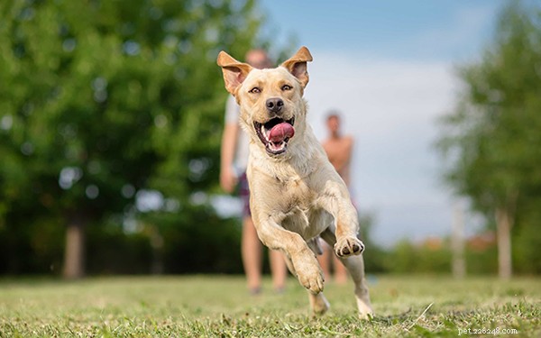 Raw Dog Food for Beginners: How Much to Feed for Optimal Health