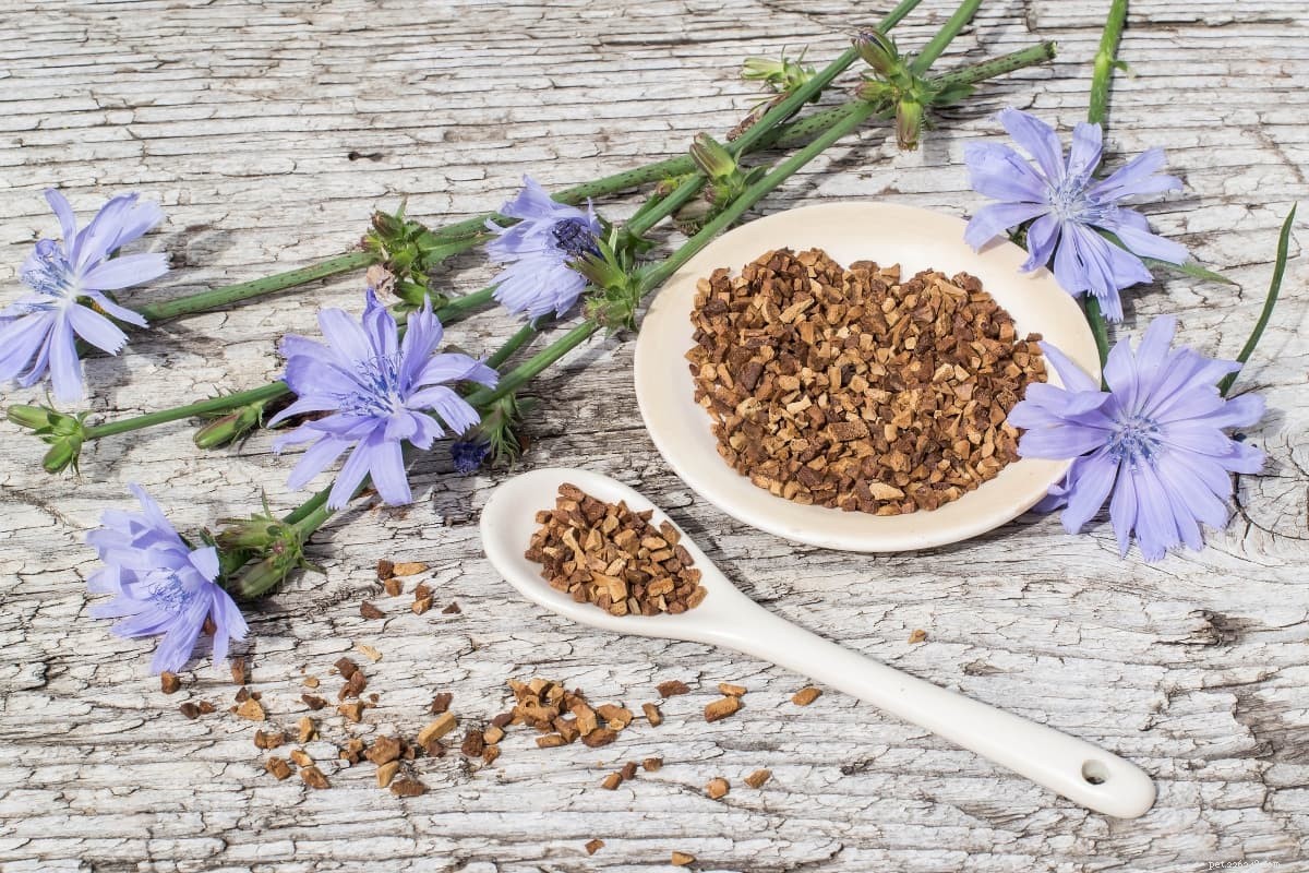 Chicory for Dogs: Benefits, Safety, and How to Feed It