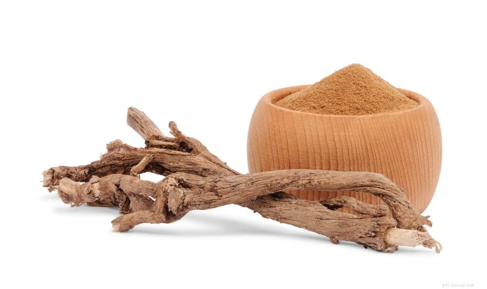 Chicory for Dogs: Benefits, Safety, and How to Feed It