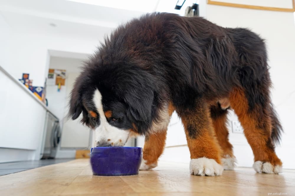 2022 s Top 12 Large Breed Dog Foods: Expert Picks & Nutritional Guidance