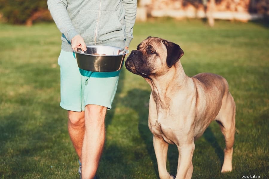 2022 s Top 12 Large Breed Dog Foods: Expert Picks & Nutritional Guidance