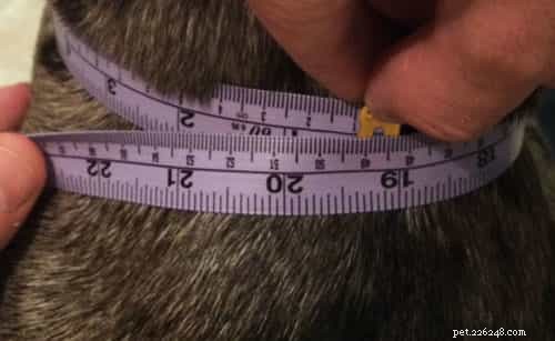 The 2022 Guide to Dog Collars: Selecting the Perfect Fit for Your Dog