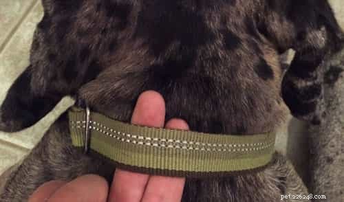 The 2022 Guide to Dog Collars: Selecting the Perfect Fit for Your Dog