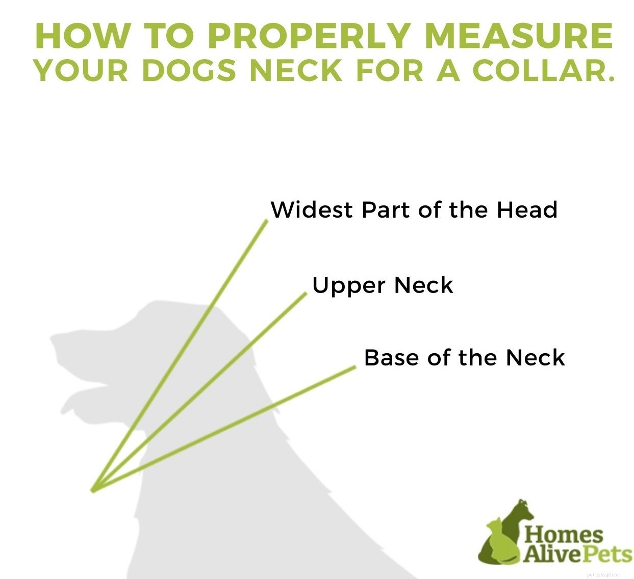 The 2022 Guide to Dog Collars: Selecting the Perfect Fit for Your Dog