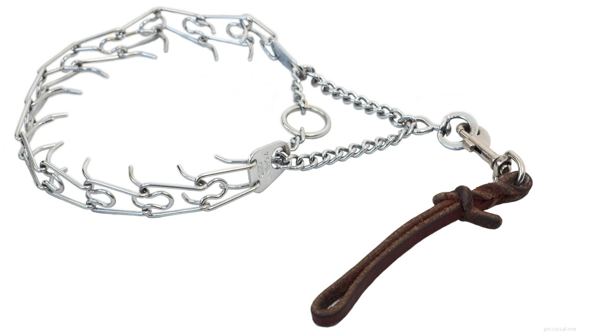 The 2022 Guide to Dog Collars: Selecting the Perfect Fit for Your Dog