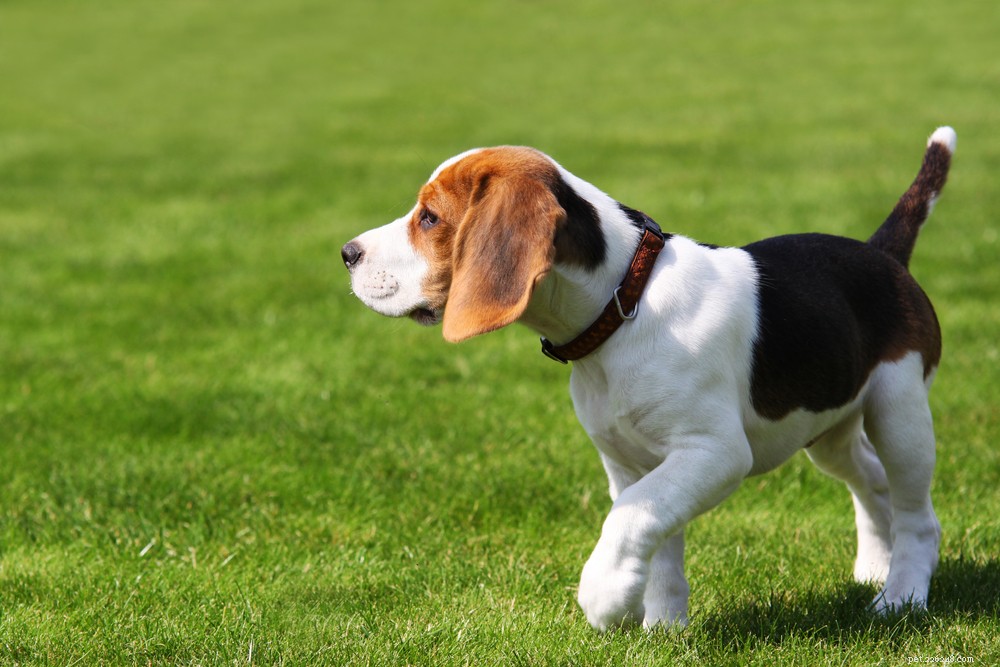 The 2022 Guide to Dog Collars: Selecting the Perfect Fit for Your Dog