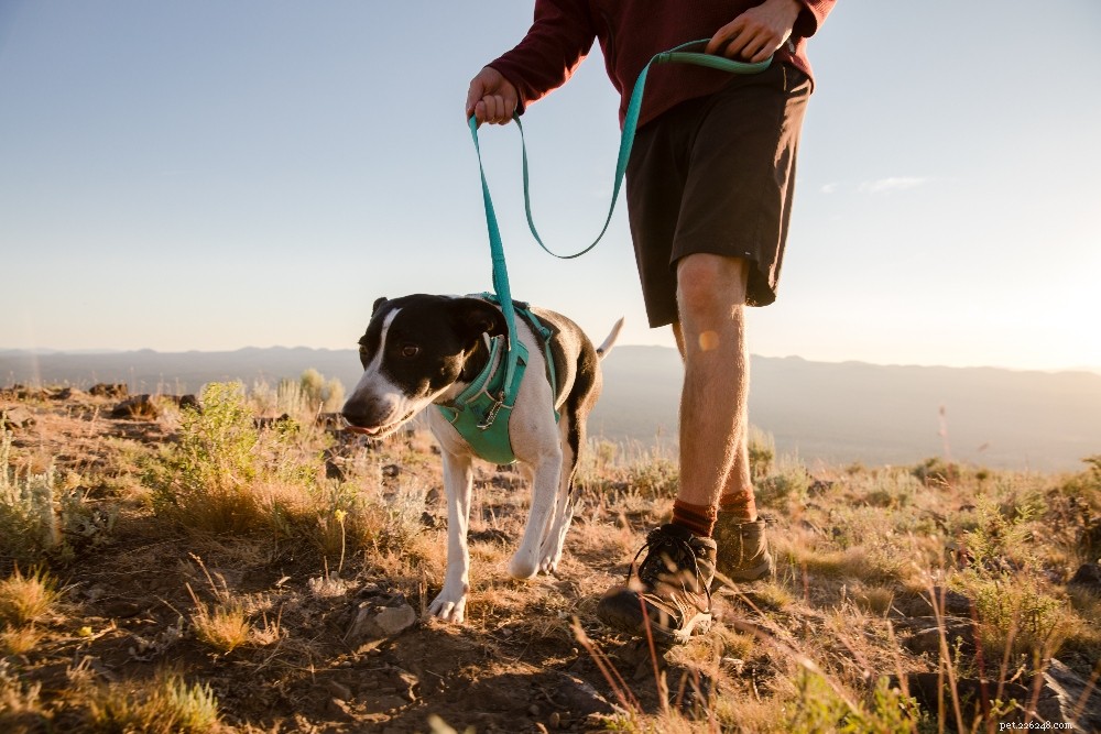 The 2022 Guide to Dog Collars: Selecting the Perfect Fit for Your Dog
