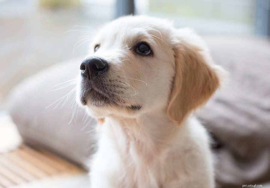 2024 New Puppy Checklist: Essentials for a Happy, Healthy Home