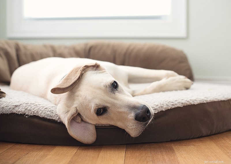 2024 New Puppy Checklist: Essentials for a Happy, Healthy Home