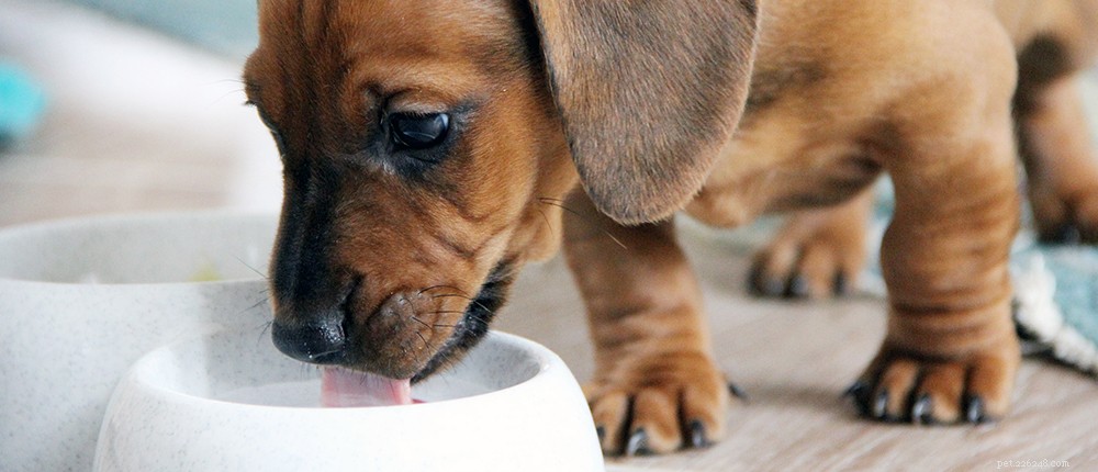 2024 New Puppy Checklist: Essentials for a Happy, Healthy Home