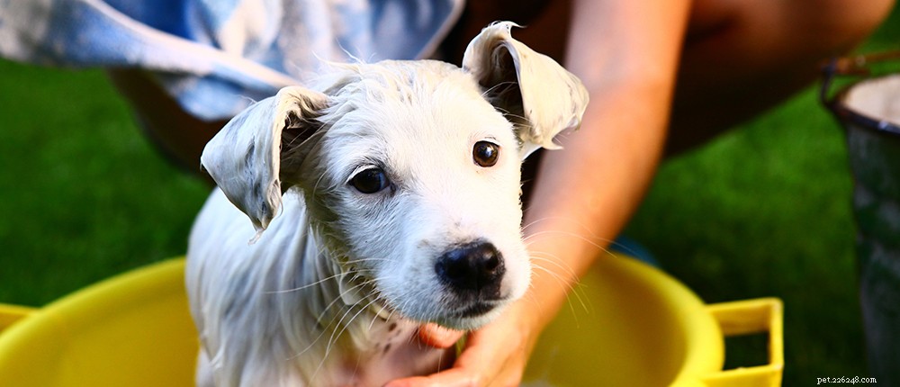 2024 New Puppy Checklist: Essentials for a Happy, Healthy Home