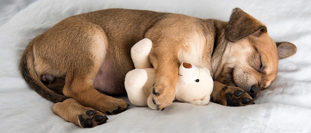 2024 New Puppy Checklist: Essentials for a Happy, Healthy Home