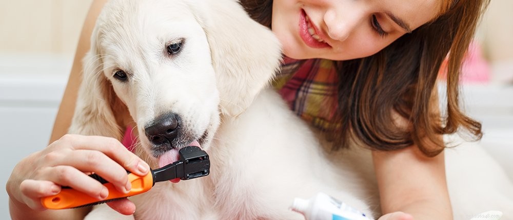 2024 New Puppy Checklist: Essentials for a Happy, Healthy Home