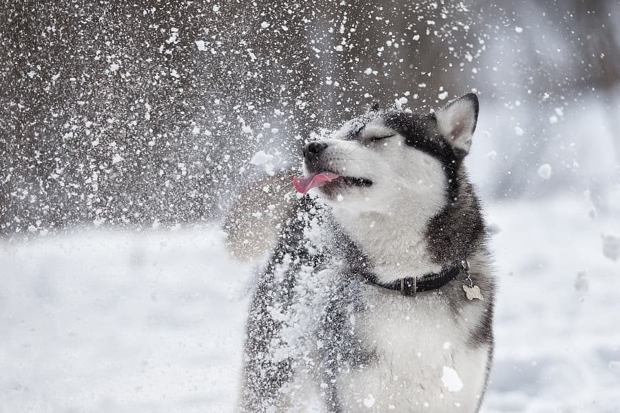 How Cold Is Too Cold for Your Dog? A Guide to Winter Safety