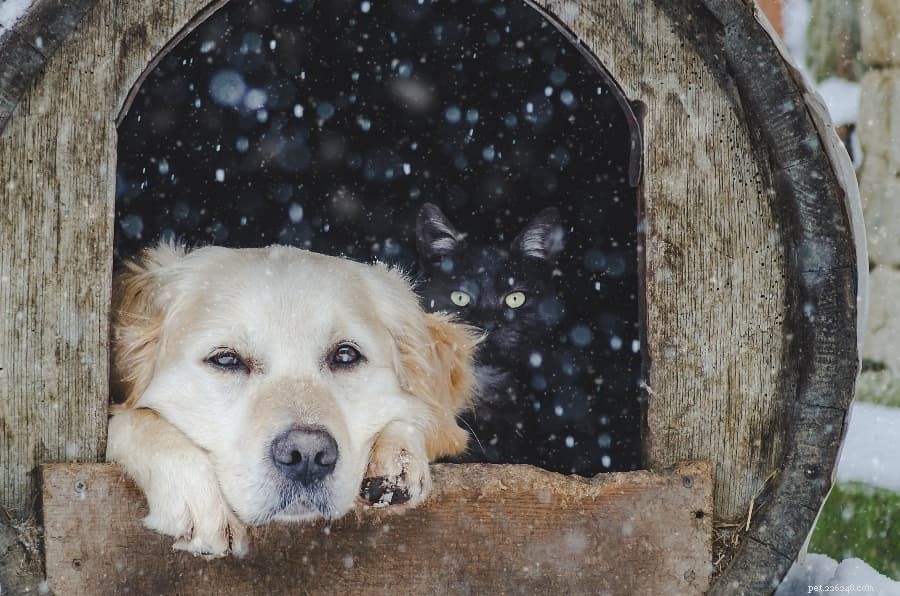 Build Your Own Dog House: 8 Creative DIY Ideas for Pet Parents
