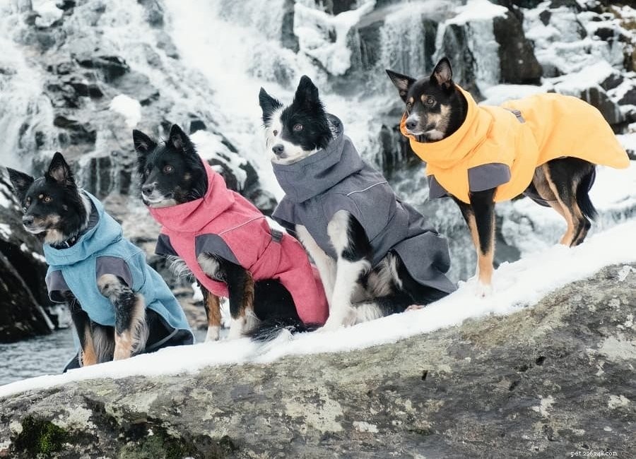 Top Winter Dog Coats: Keep Your Pet Warm Through Canadian Winters